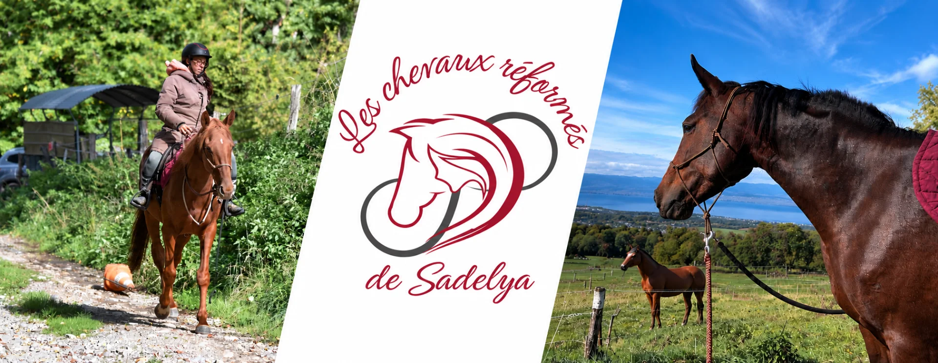 Les chevaux réformés de sadelya